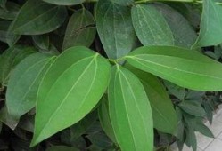 平安树修剪方法视频,视频教程详解