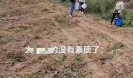 挖土豆视频,一场别开生面的挖土豆体验